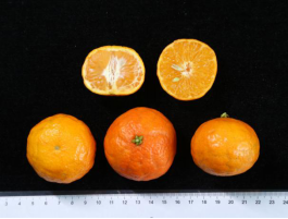 中国柑橘新品种汇总 中国柑橘新品种优缺点分