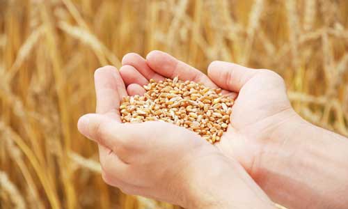 什么时候卖粮食能赚钱?卖粮食也有猫腻-农技