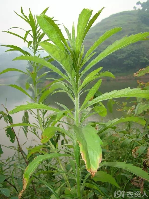 1501753134391968.jpg 2.jpg