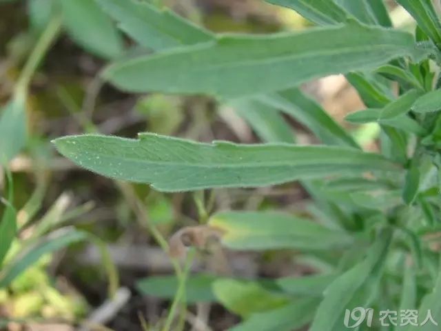 1501753152419158.jpg 1501753152419158.jpg