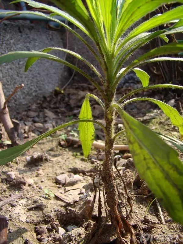 1501753165833912.jpg 9.jpg