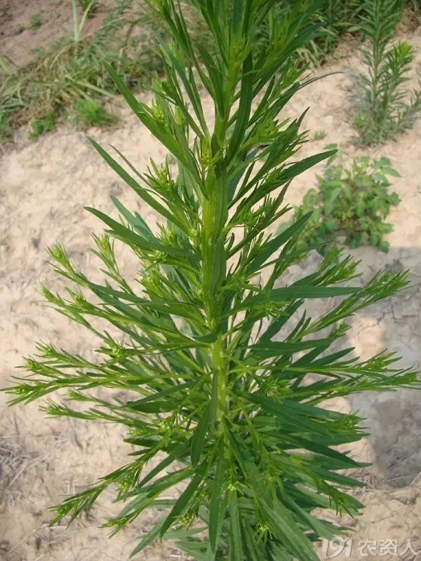 1501753195954520.jpg 16.jpg