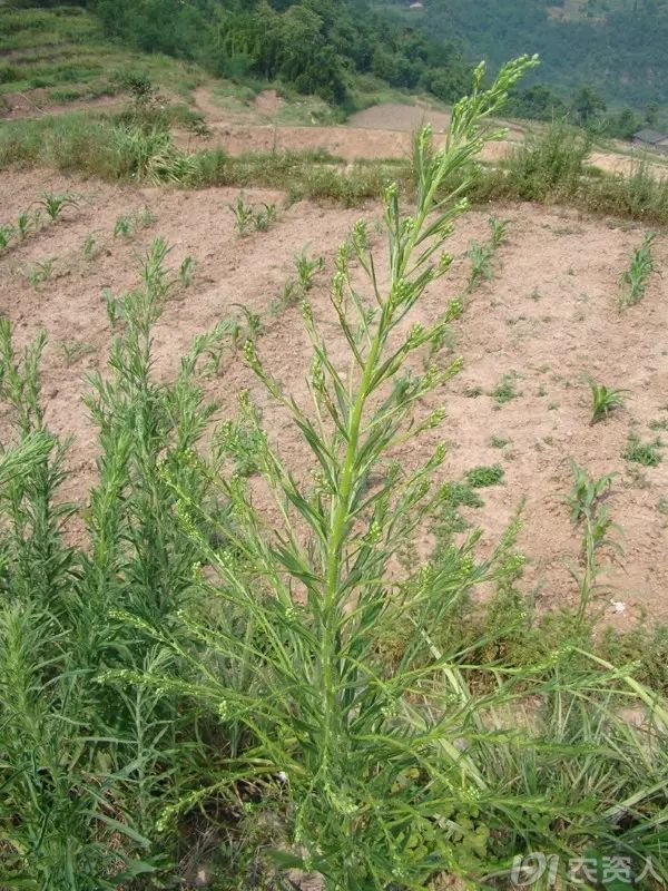 1501753199302287.jpg 17.jpg