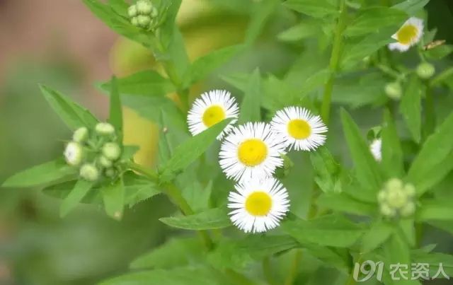 1501753203981139.jpg 1501753203981139.jpg