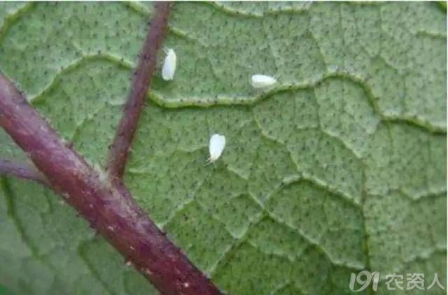 白粉虱防治困难?找对原因是关键!-农技社区服