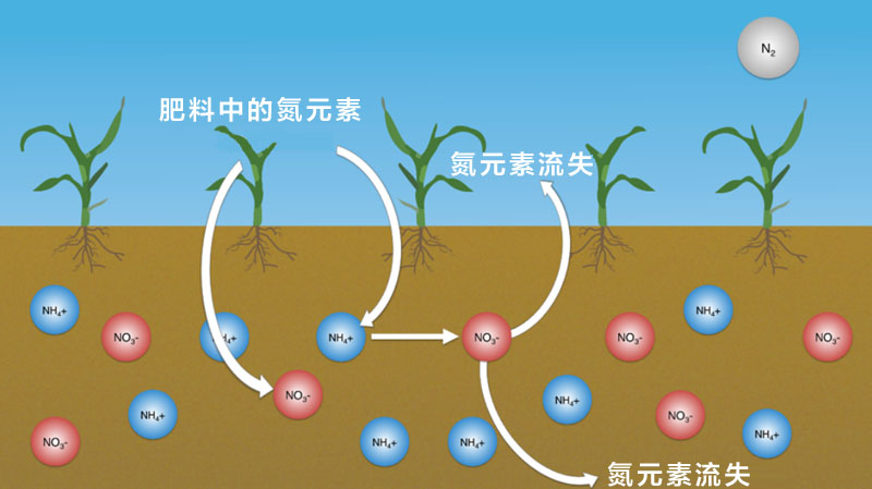 氮肥是作物生长发育中最重要的肥料
