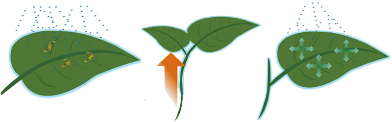 ISOCLAST Active÷ʽΪɱθ͸ãɱҶƬ溦档