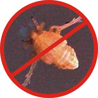 ַʭ