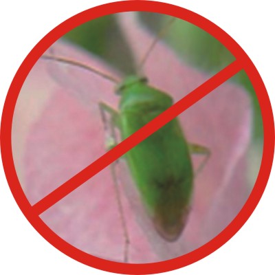 ä