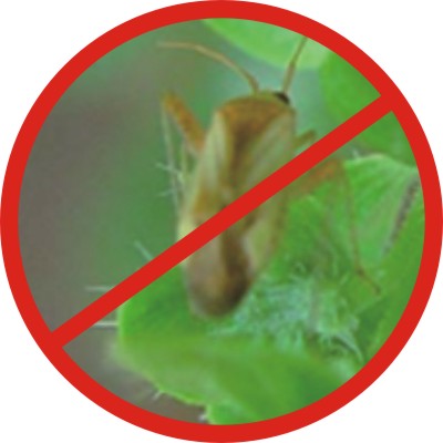 кä