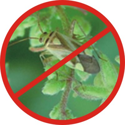 ä
