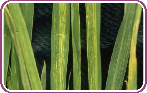 水稻条纹叶枯病
