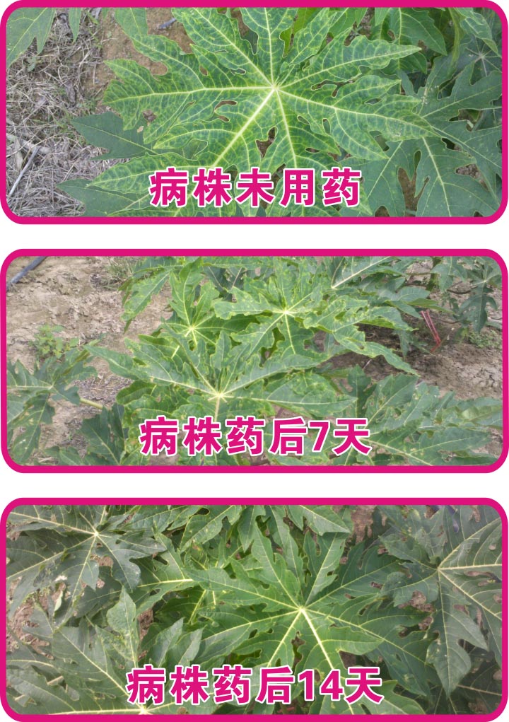 毒氟磷在2011年大范围推广过程中,毒氟磷对葫芦科作物病毒病表现出较