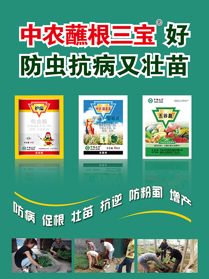 使用效果对比图:1套:护瑞10g ×4袋 中农瑞苗清8ml×4袋 五谷盈25g