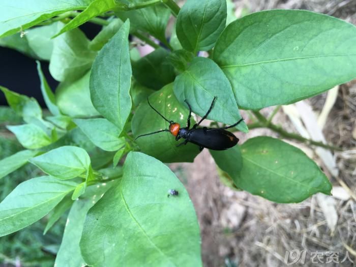 短翅豆芫菁高清图