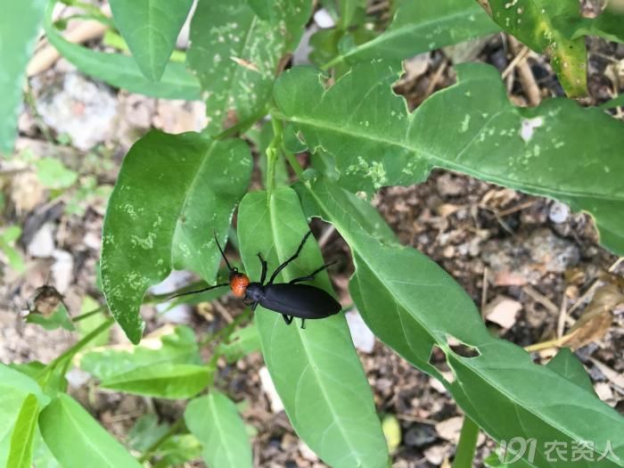 短翅豆芫菁高清图