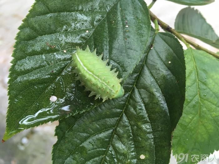 扁刺蛾图片及防治措施