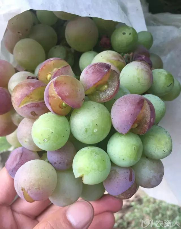 葡萄裂果症状及原因分析-农技社区服务平台