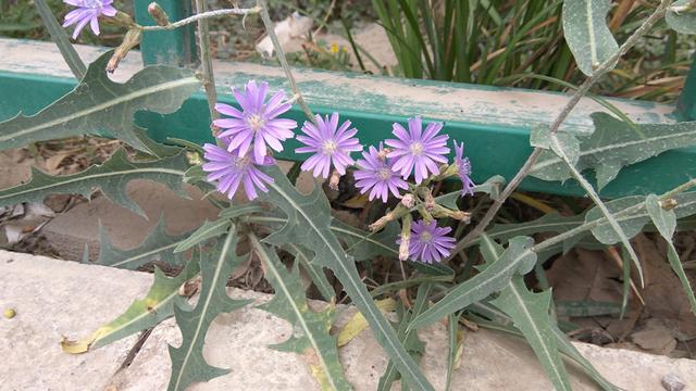 紫花山莴苣-苦菜中的极品