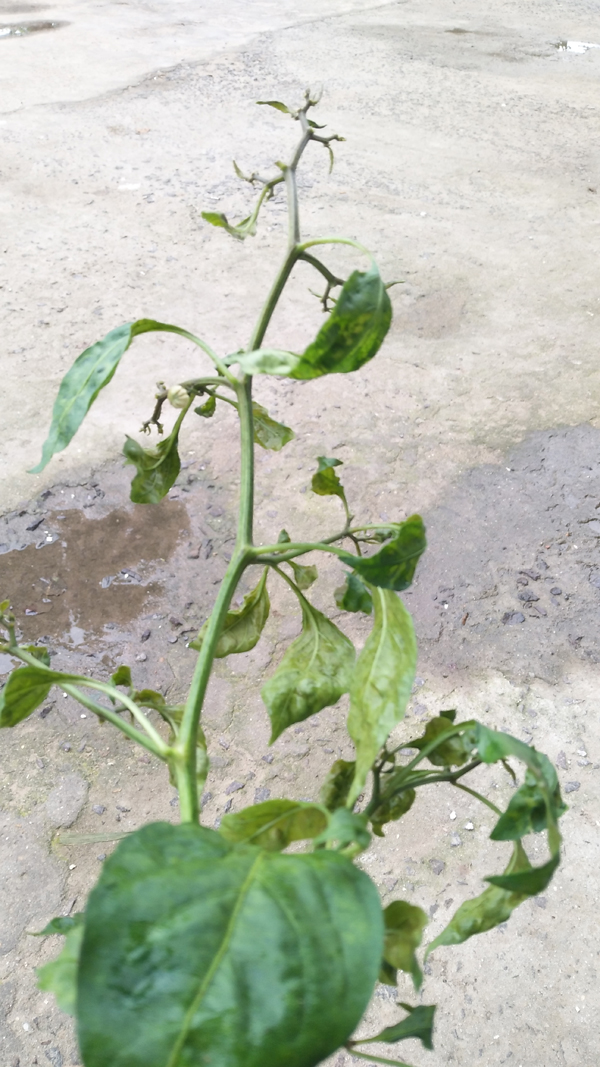 病虫草图辣椒茶黄螨危害