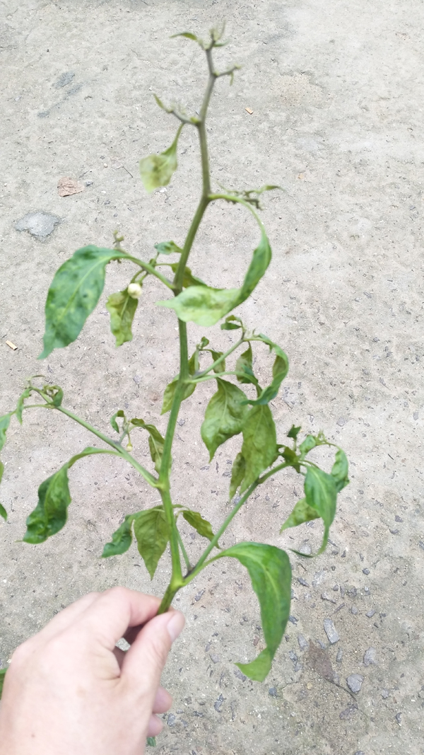 病虫草图辣椒茶黄螨危害