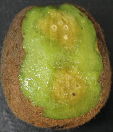 在猕猴桃的贮藏期,果实易腐烂的现象时有发生,这很有可能是土传病害