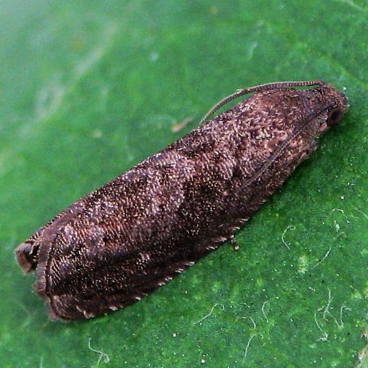 梨小食心虫发生规律 梨小食心虫防治措施