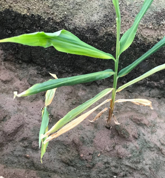 生姜姜瘟病特效药