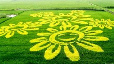 农民眼中的彩色水稻:除了好看没啥作用