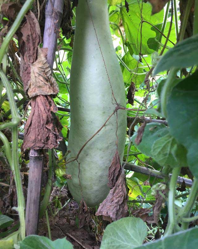 瓠子的种植方法 这个大瓜王你认识吗?