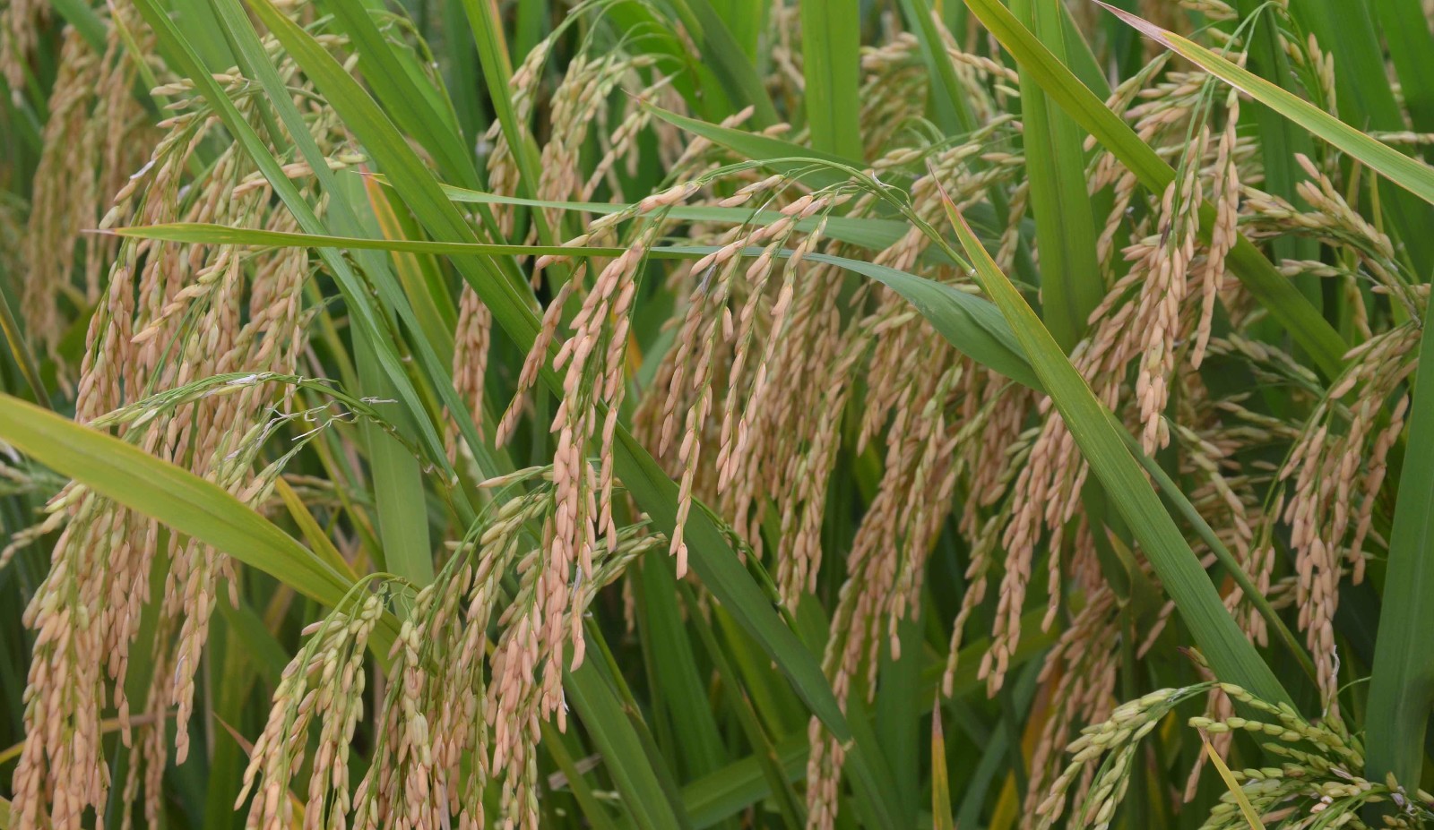 25个国家水稻核心新品种亮相芜湖,"y两优17"获专家高度赞誉