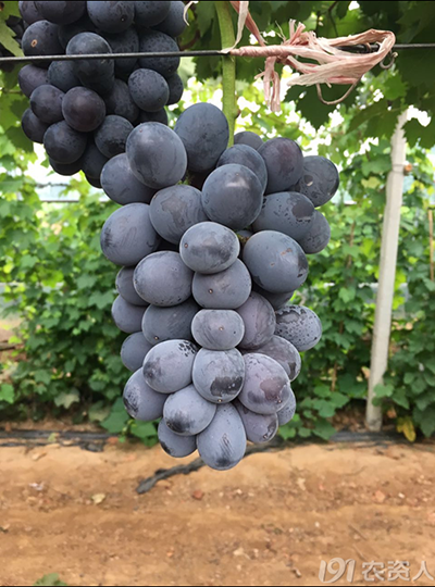 2017-2018年葡萄新品种(系)优缺点,性状解析