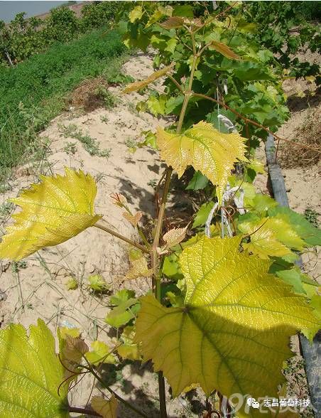 葡萄抗性砧木大时代